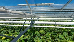 Managing climate for Mycosphaerella control